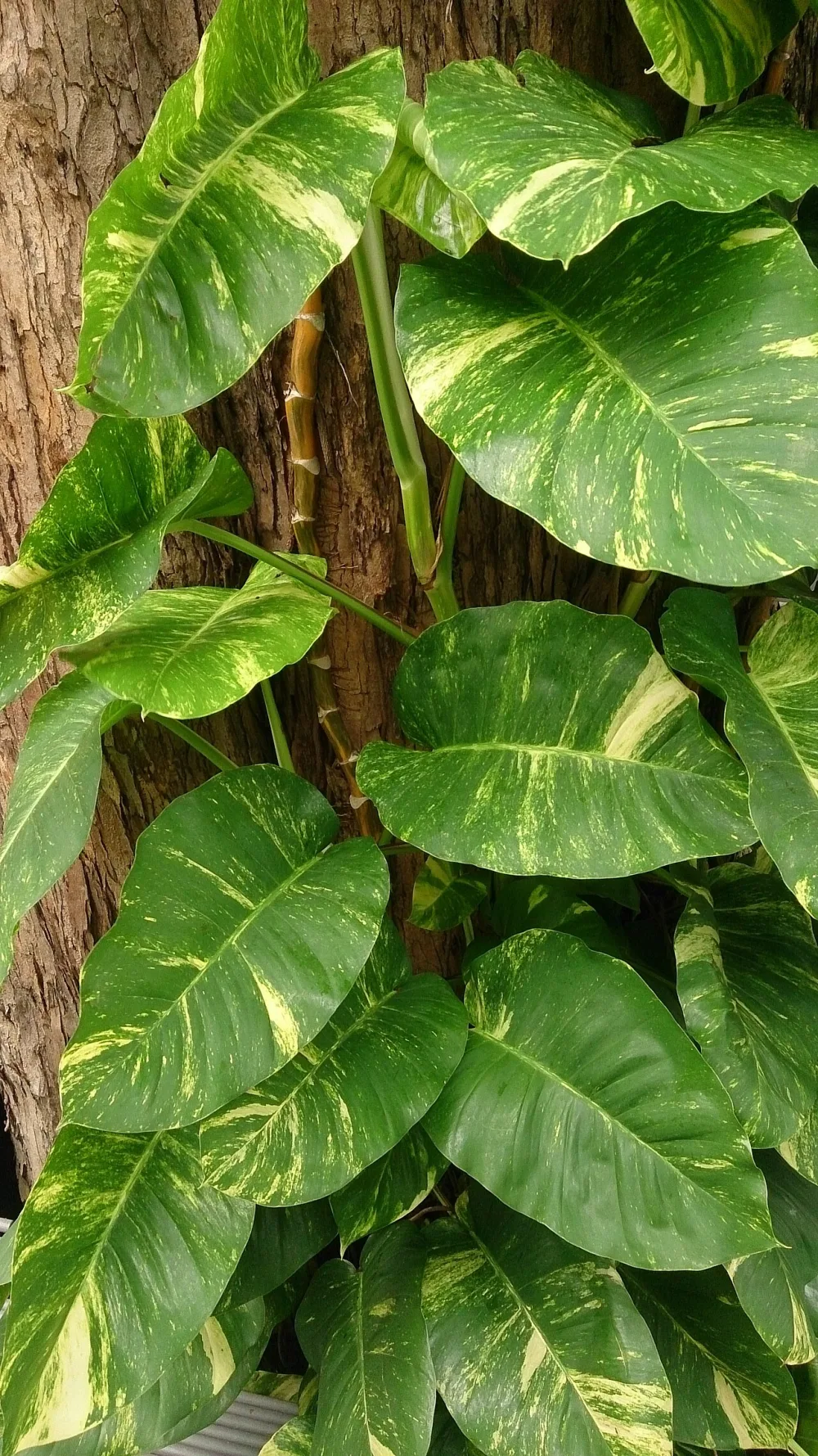 Neon Pothos